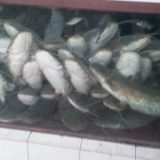 Surduličani zovu na „Vlasinsku somovijadu“ sa bogatim nagradnim fondom 4