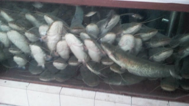 Surduličani zovu na „Vlasinsku somovijadu“ sa bogatim nagradnim fondom 1