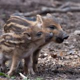 Uprava za šume o divljim svinjama: Izbegavati priobalni deo NBG i Zemuna noću 1