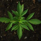 Zaplenjen kanabis u Leskovcu 3