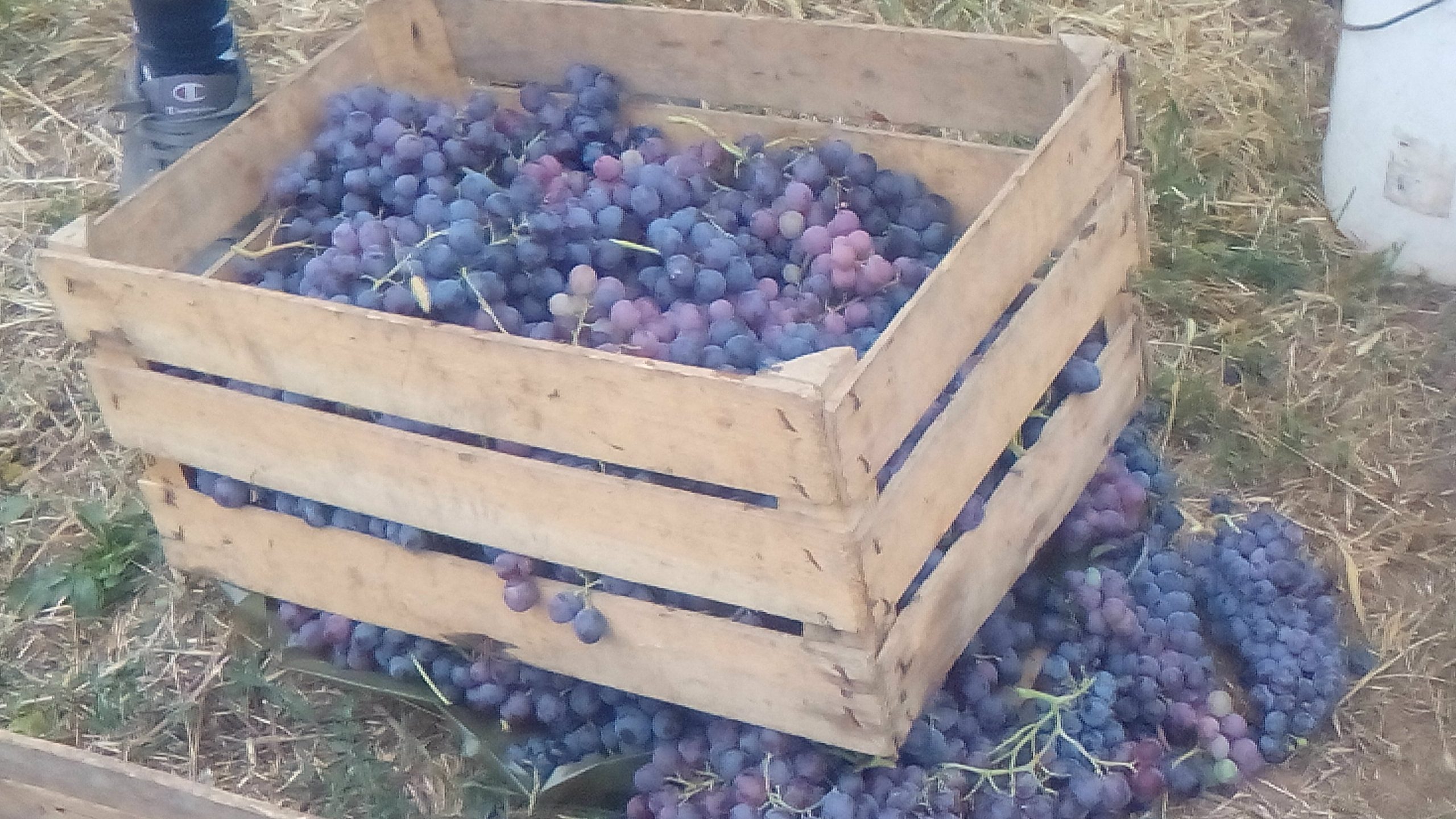 Berba grožđa poranila u smederevskom kraju 1