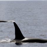 Rusija će osloboditi nezakonito zarobljene kitove 4