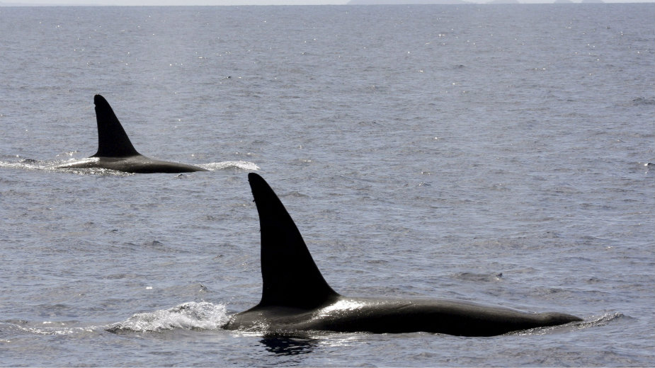 Tuga ženke kita ubice za mladunčetom 1