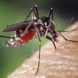 Koji komarci prenose virus Zapadnog Nila? 4