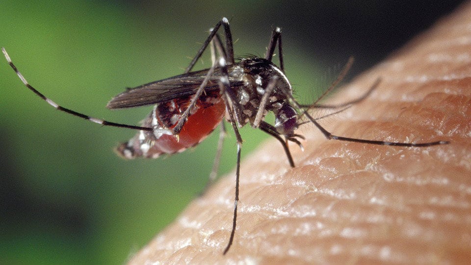 Koji komarci prenose virus Zapadnog Nila? 1
