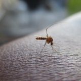 Zaprašivanje zbog najezde komaraca u Prokuplju 12