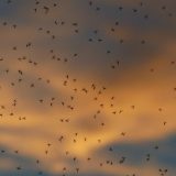 Novi Sad: Prskanje komaraca počinje večeras, apel za pčelare 9