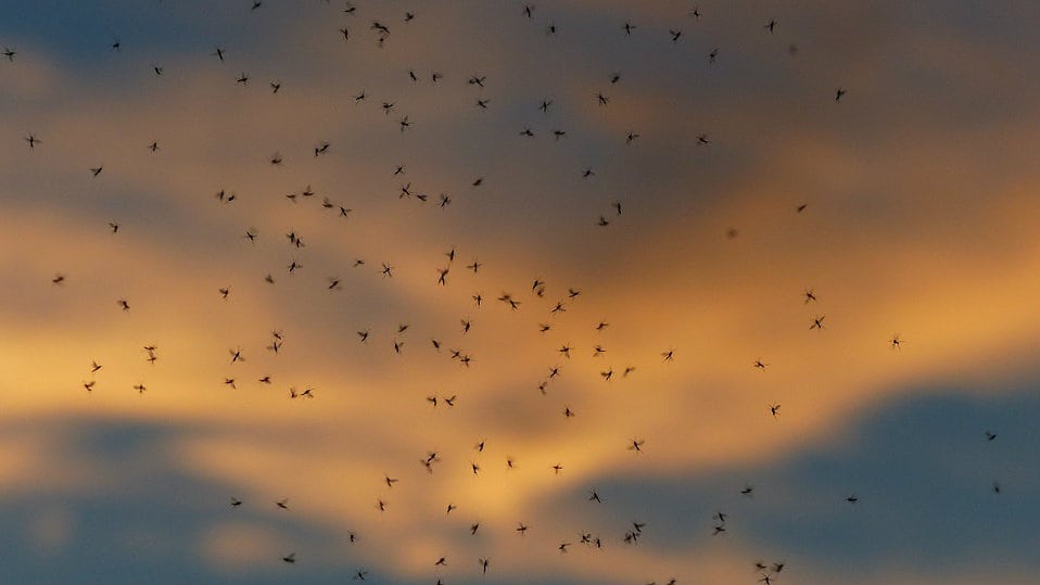 Hrvatska upozorila građane na opasnost od komaraca 1