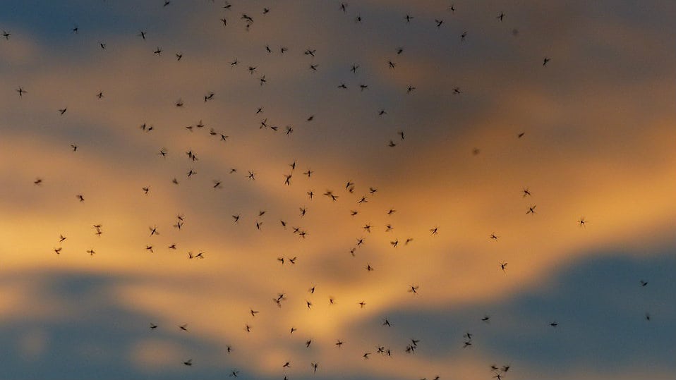 Mapiranje žarišta larvi komaraca u pet okruga 1