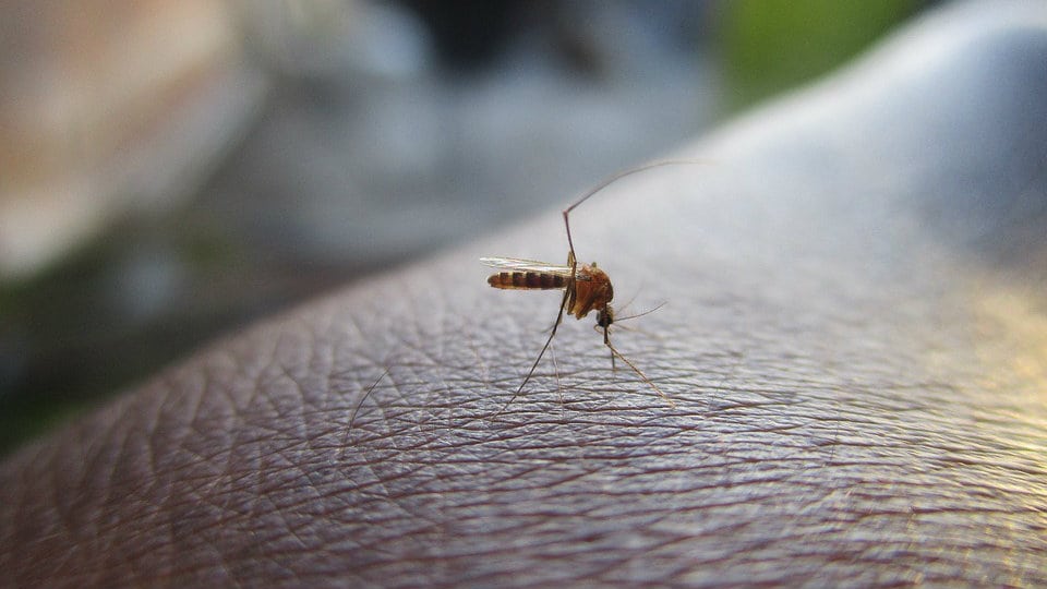 Zaraženi komarci u Pomoravlju 1