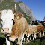 Krave vrede 100 miliona dolara 13