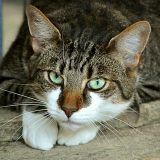 Dan mačaka: Večita inspiracija umetnicima 1