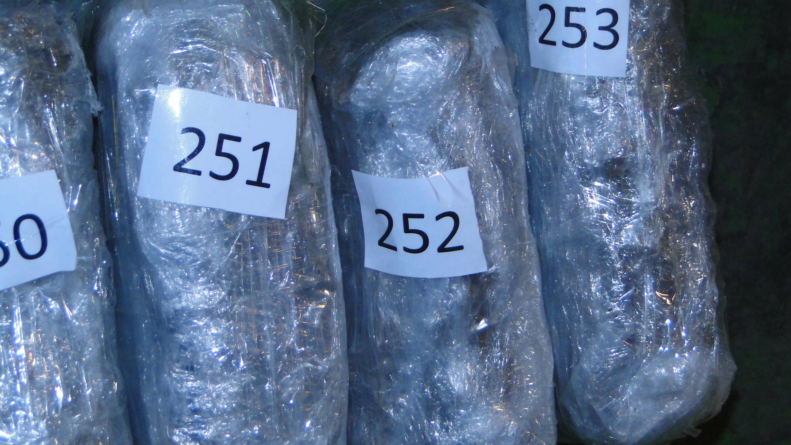 Na graničnom prelazu Dimitrovgrad zaplenjeno 590 kilograma marihuane 1