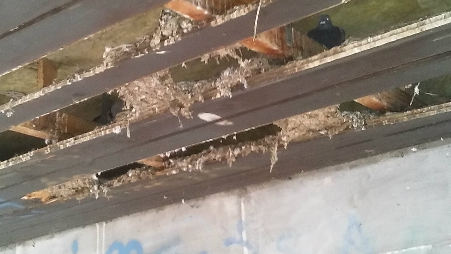 Potkrovlje zgrade u bloku 62 već 40 godina kao stanare ima golubove 1