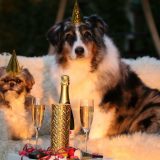 Šta nam je potrebno da imamo srećnog i zdravog psa? 12