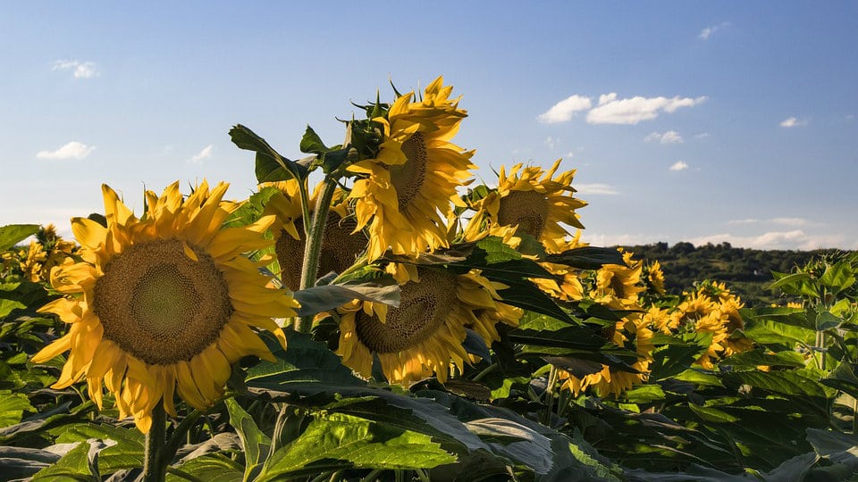 U Srbiji se očekuje prosečan rod suncokreta, a rekordan soje i kukuruza 1