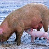 Popis, obeležavanje i kontrola zdravlja domaćih svinja od danas u selima kod Pirota 13