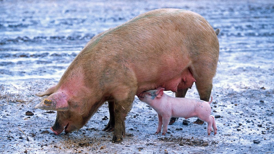 Popis, obeležavanje i kontrola zdravlja domaćih svinja od danas u selima kod Pirota 1