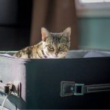 Propisi za ulazak kućnih ljubimaca u Srbiju 12