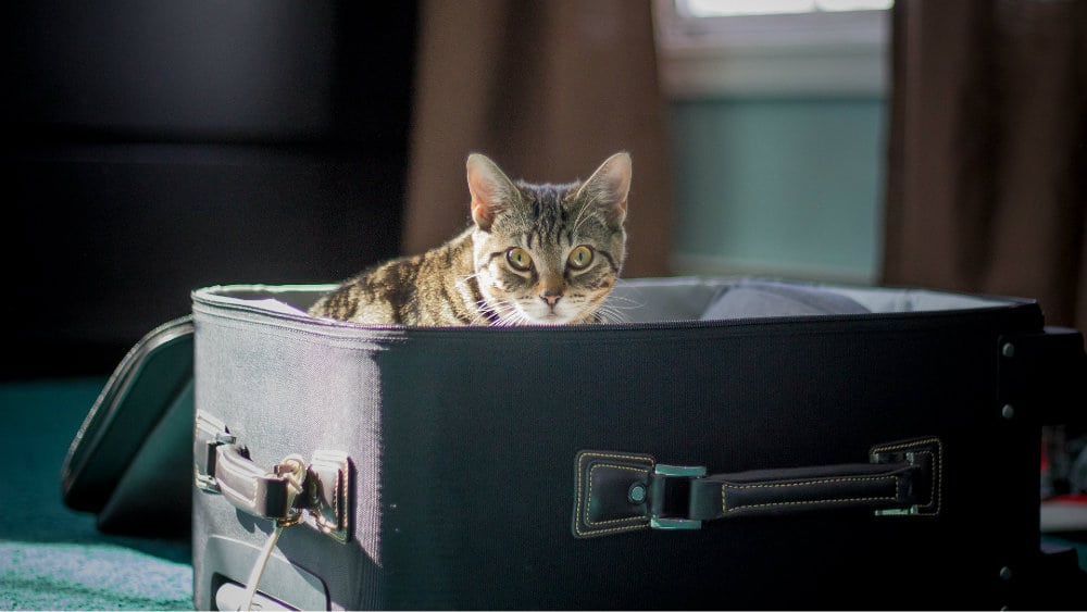 Propisi za ulazak kućnih ljubimaca u Srbiju 1