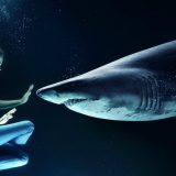 Filmski vodič od 16. do 22. avgusta 12