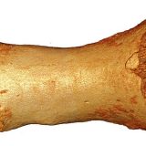 Rešena misterija kosti stare 50.000 godina 5