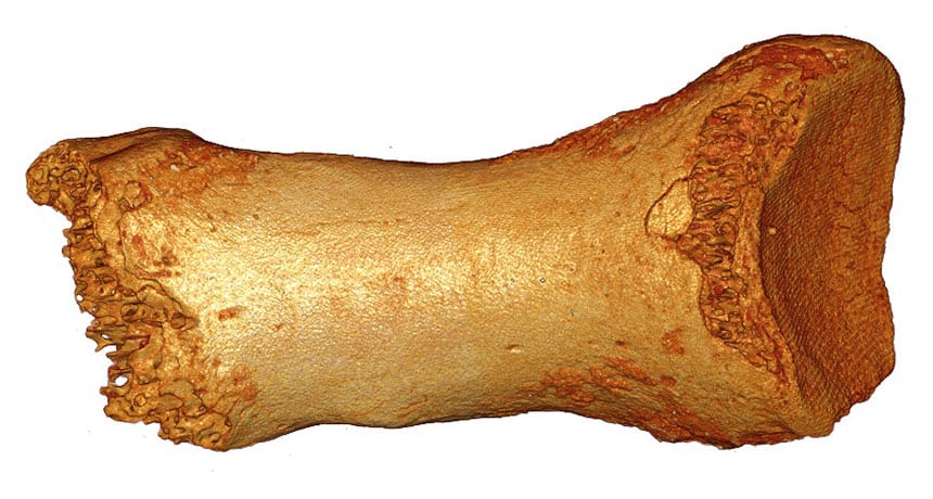 Rešena misterija kosti stare 50.000 godina 1