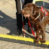 Nema instruktora, Astor jedini pas vodič 12