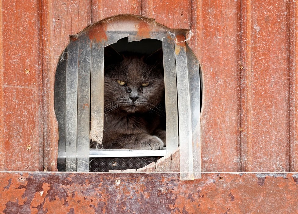 „Slatki mali starci": Starački dom za životinje 4 Mačka Kalin gleda kroz pukotinu u zidu