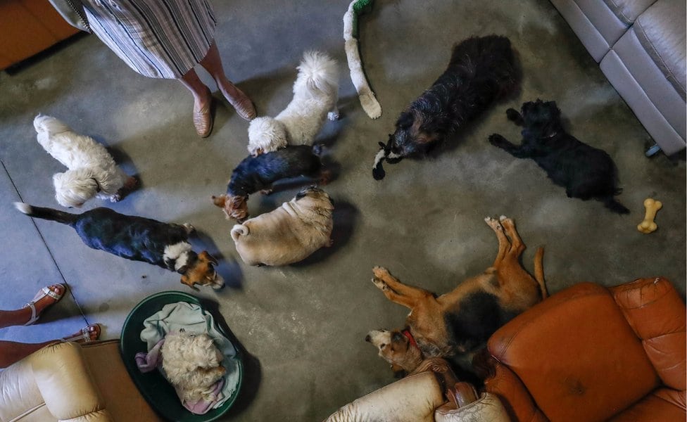 „Slatki mali starci": Starački dom za životinje 8 Psi