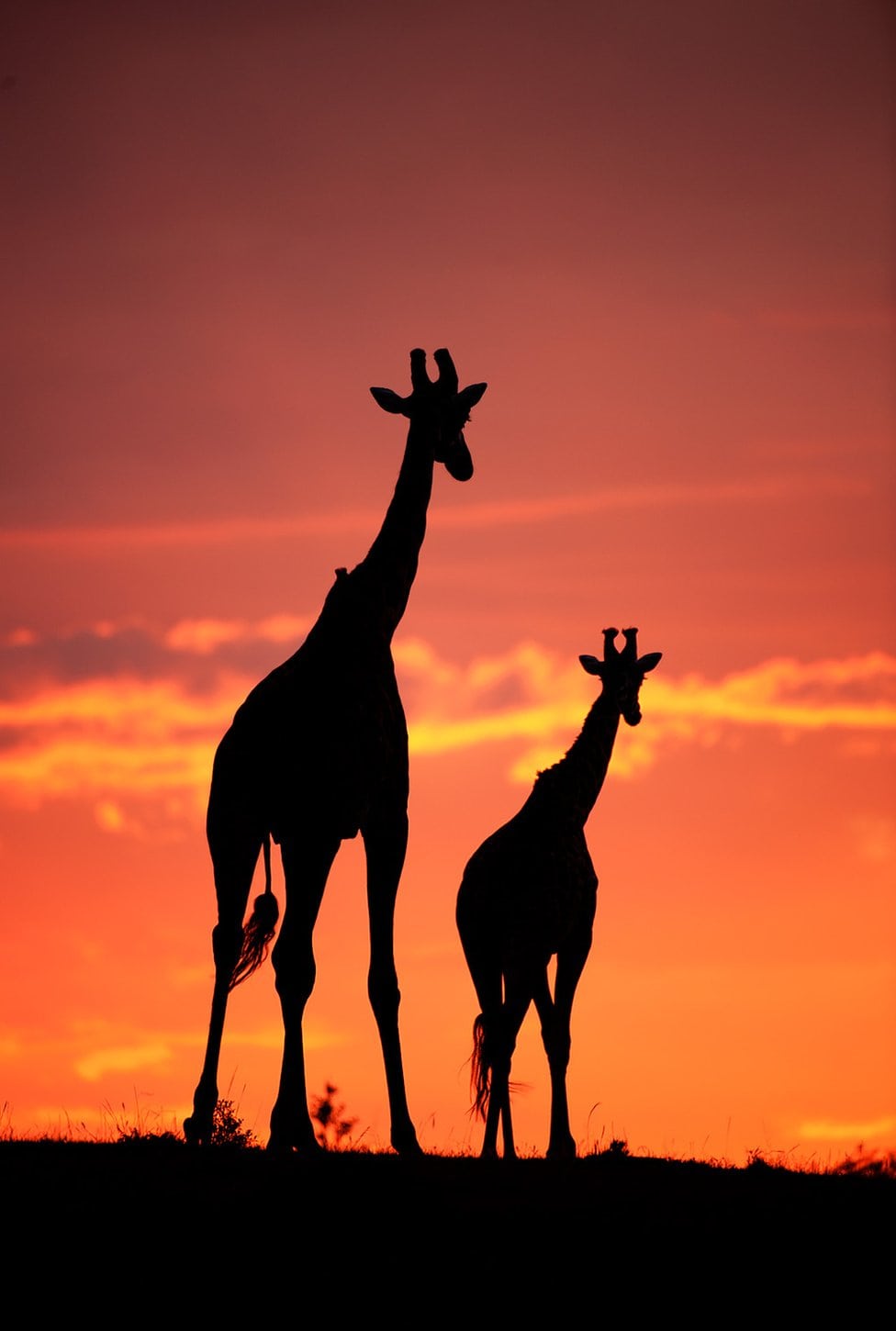 Silhouette photo of giraffes