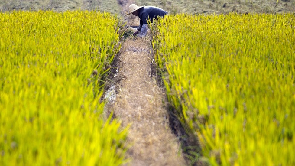 Žena koja radi na pirinčanom polju