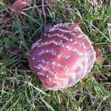 Šta stoji iza ruske zabrane za kajsije i breskve iz Srbije? 11