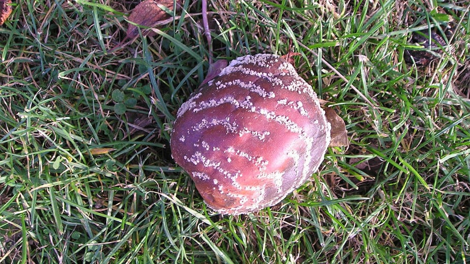 Šta stoji iza ruske zabrane za kajsije i breskve iz Srbije? 1