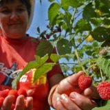 Cena maline pala na 40 dinara 10