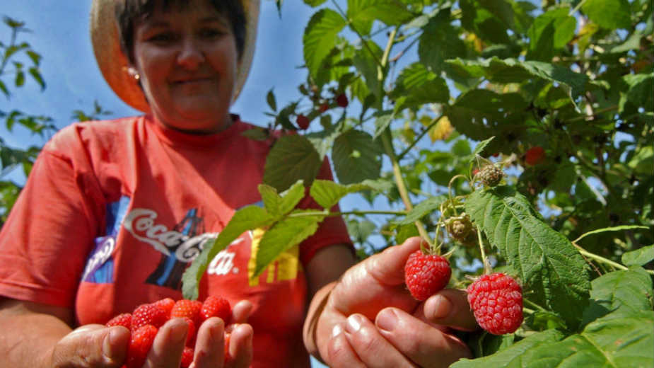 Cena maline pala na 40 dinara 1