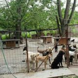 Čovek je pripitomio psa pa ga izdao 11