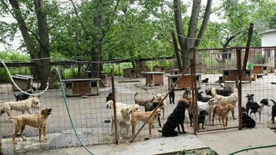 Čovek je pripitomio psa pa ga izdao 1