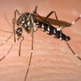 Zašto komarci neke ljude vole više od drugih 1