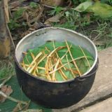 Ajahuaska i iskustvo blisko smrti 10