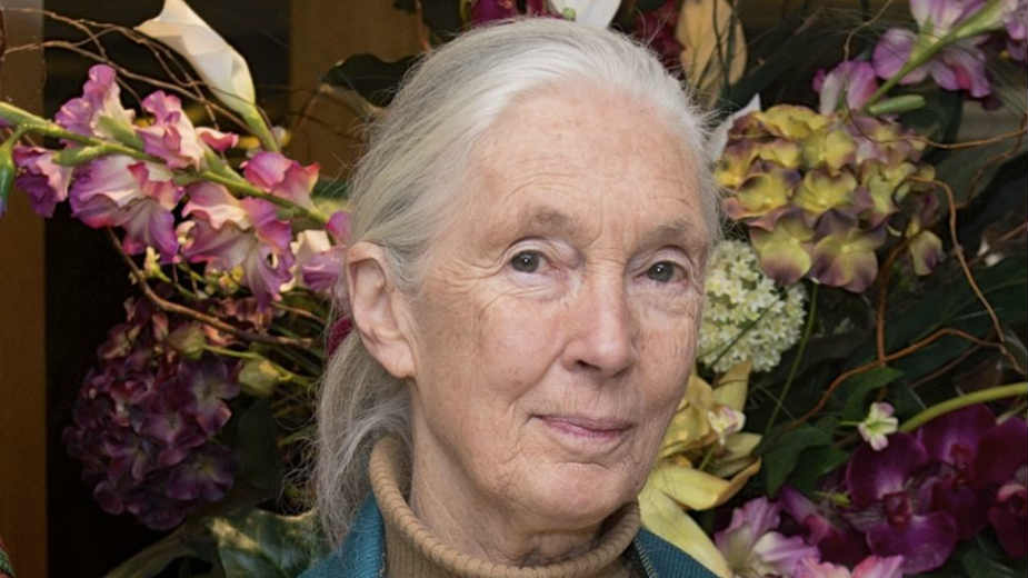 Njena Afrika 1 Njena Afrika 1