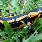 Izložba "Pazi, otrovno!" u Galeriji Prirodnjačkog muzeja 2