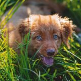 Zašto psi ponekad jedu travu? 11