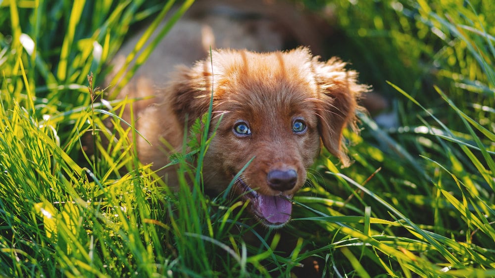 Zašto psi ponekad jedu travu? 1