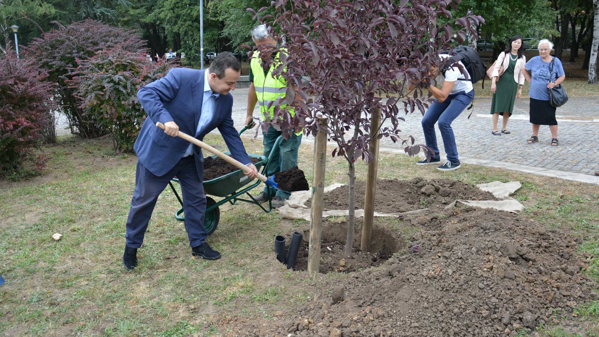 Dačić zasadio prvo od 30 stabala japanske trešnje ispred Muzeja Jugoslavije 1