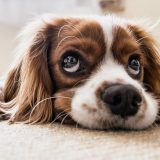 Šta raditi ako se pas otruje sa lekovima? 6