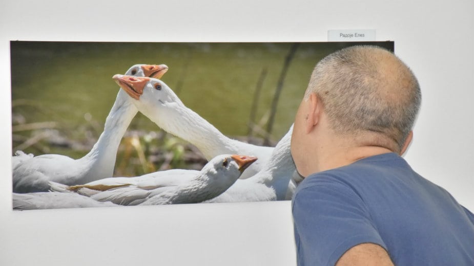 Zrenjanin: Dela prve fotografske kolonije 1