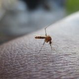 Od Zapadnog Nila 398 obolelih 1