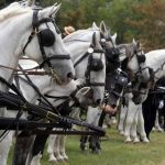 Izložba konja i takmičenje dvoprega i četvoroprega (FOTO) 3 Izložba konja i takmičenje dvoprega i četvoroprega (FOTO) 3