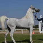 Izložba konja i takmičenje dvoprega i četvoroprega (FOTO) 4 Izložba konja i takmičenje dvoprega i četvoroprega (FOTO) 4